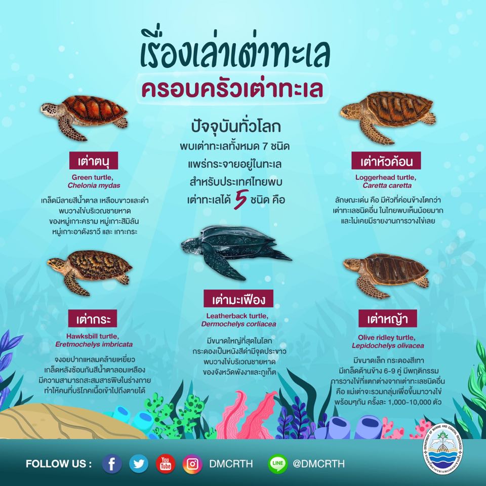 ช่วงนี้อยู่บ้าน ทช. ชวนเรียนรู้เรื่องเล่าเต่าทะเลตอนที่ ๒