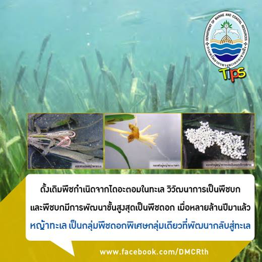 เกร็ดความรู้ ทช.