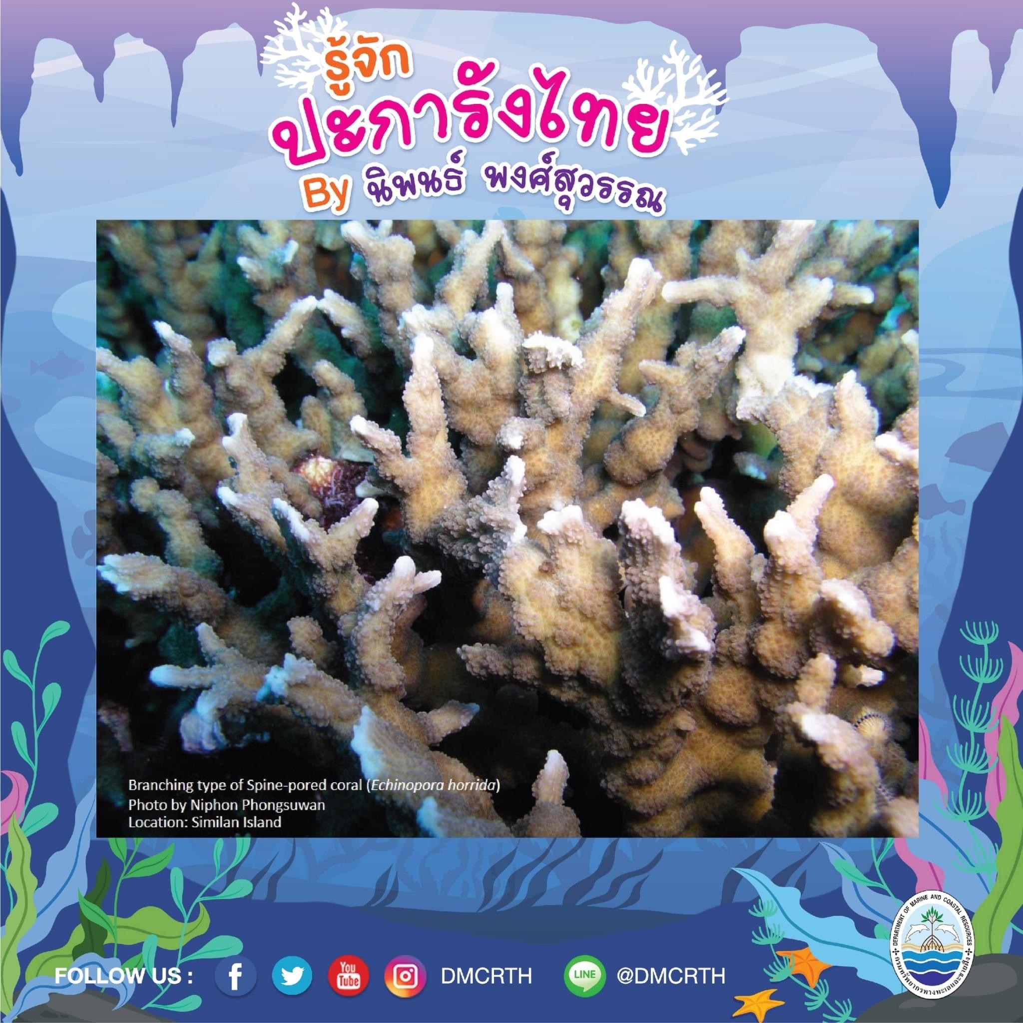 พาท่องโลกใต้ทะเล ทำความรู้จักปะการังวันละตัว #๒๔