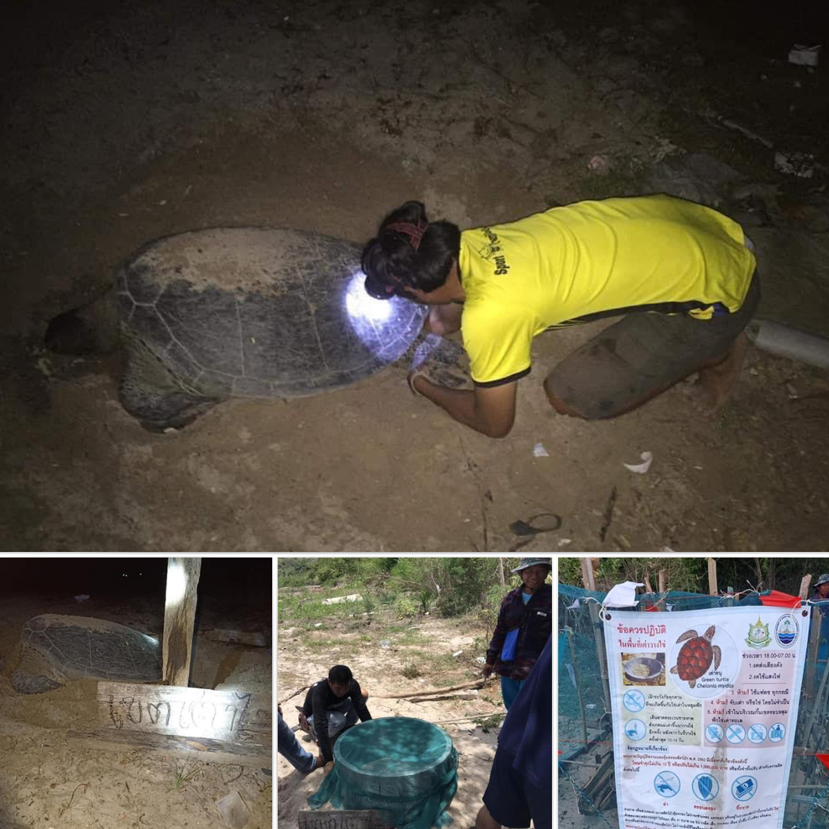 สุดปลื้ม แม่เต่าตนุขึ้นวางไข่หาดอ่าวเทียน บางสะพาน