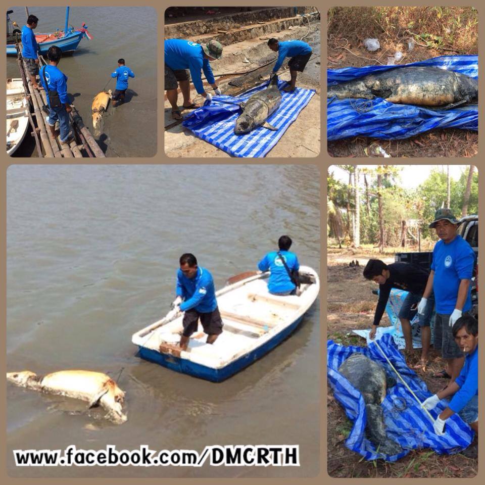พบซากโลมาอิรวดี ทะเลตราด