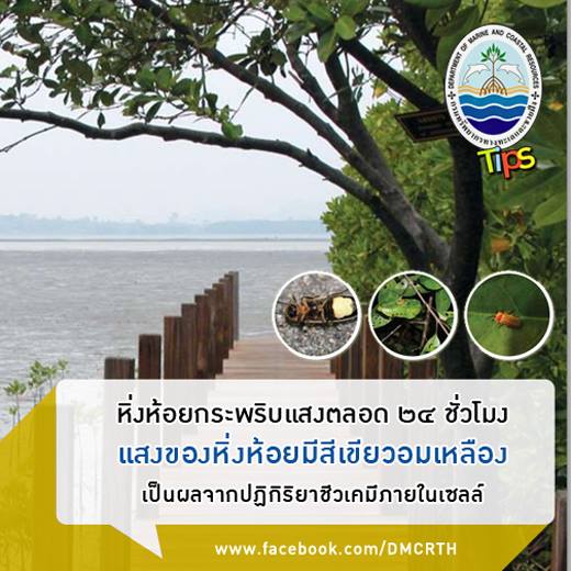 เกร็ดความรู้ ทช.