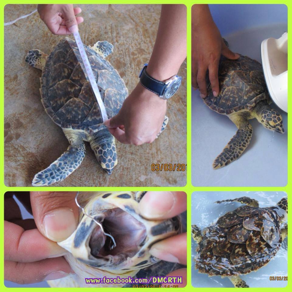 เรื่องดีดีที่เครือข่ายช่วยกัน ทะเลกุยบุรี