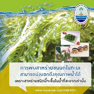 เกร็ดความรู้ ทช.