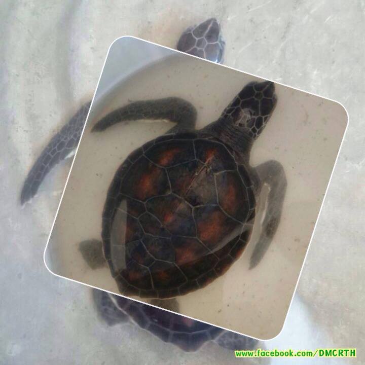 เครือข่ายช่วยลูกเต่าตนุติดอวน ปรบมือครับ