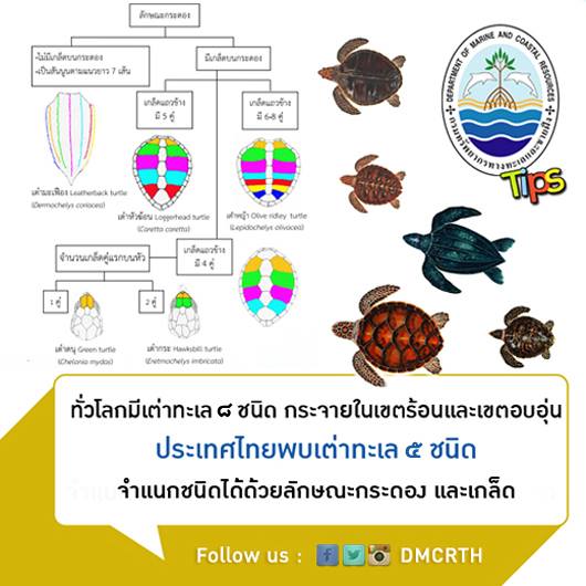 เกร็ดความรู้ ทช.
