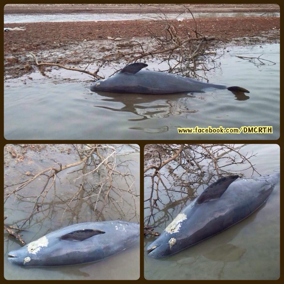 พบซากโลมาหัวบาตรหลังเรียบ ทะเลตราด
