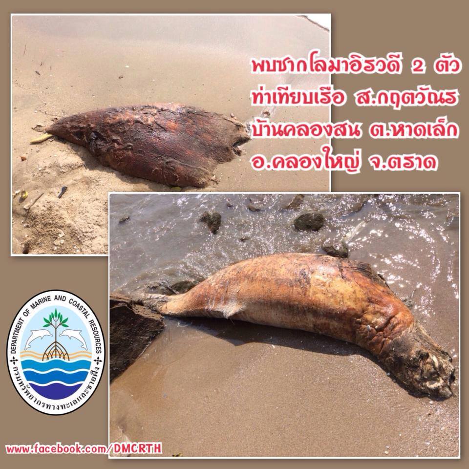 พบซากโลมาอิรวดี ๒ ตัวเกยตื้น ทะเลตราด