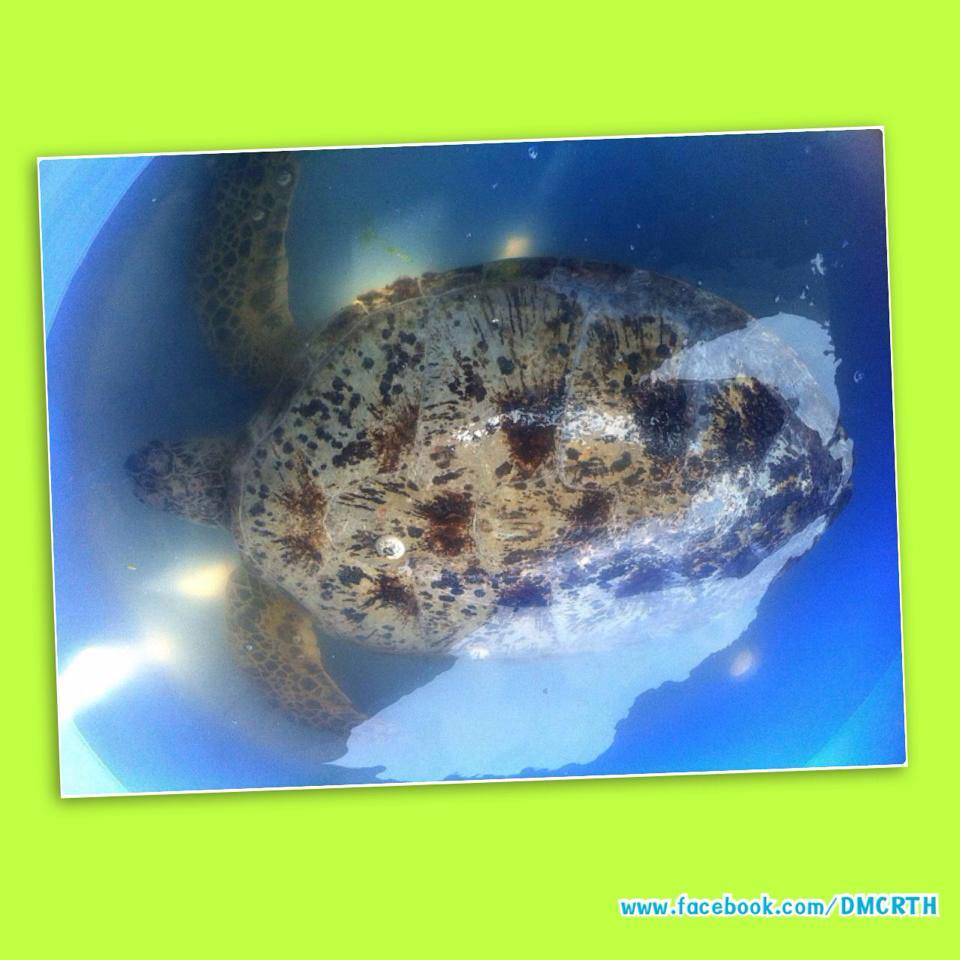 พบเต่าตนุ หาดบ้านป่าคลอก ภูเก็ต