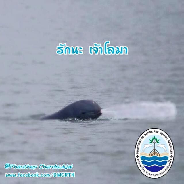 สวัสดี พี่น้องเครือข่ายรักษ์ทะเลไทย