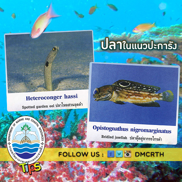 เกร็ดความรู้ ทช.