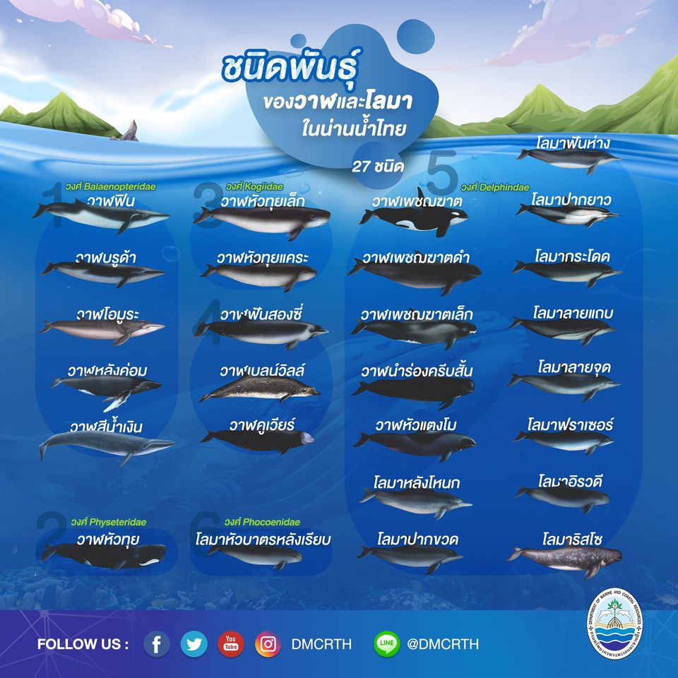 รู้จักเรา : ครอบครัวใหญ่ ครอบครัววาฬ/โลมา