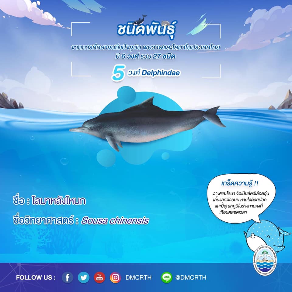 รู้จักเรา รู้จักวาฬ/โลมา วันละชนิด #๑๗ โลมาหลังโหนก