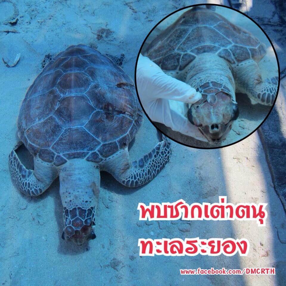 พบซากเต่าตนุ ทะเลระยอง