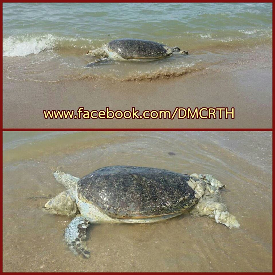 พบซากเต่าตนุ อ.แหลมสิงห์ จ.จันทบุรี
