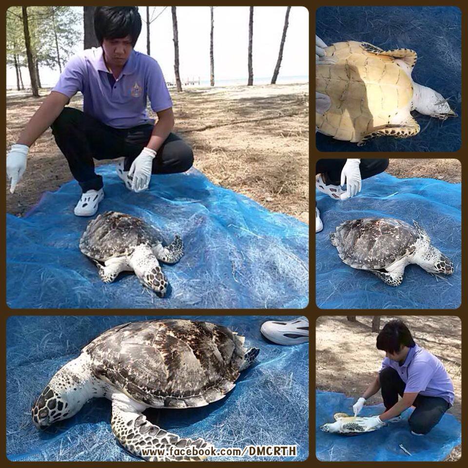 พบซากเต่ากระ หาดกรวด เกาะทะลุ