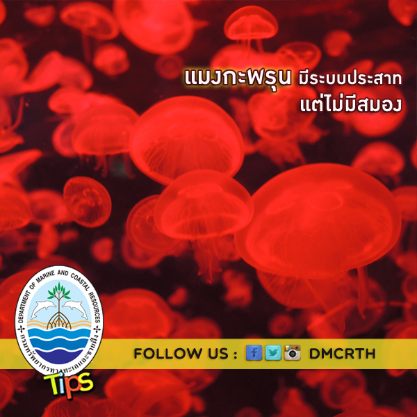 เกร็ดความรู้ ทช.