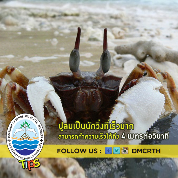 เกร็ดความรู้ ทช.