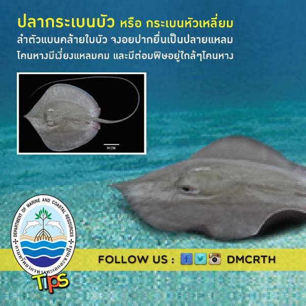 เกร็ดความรู้ ทช.