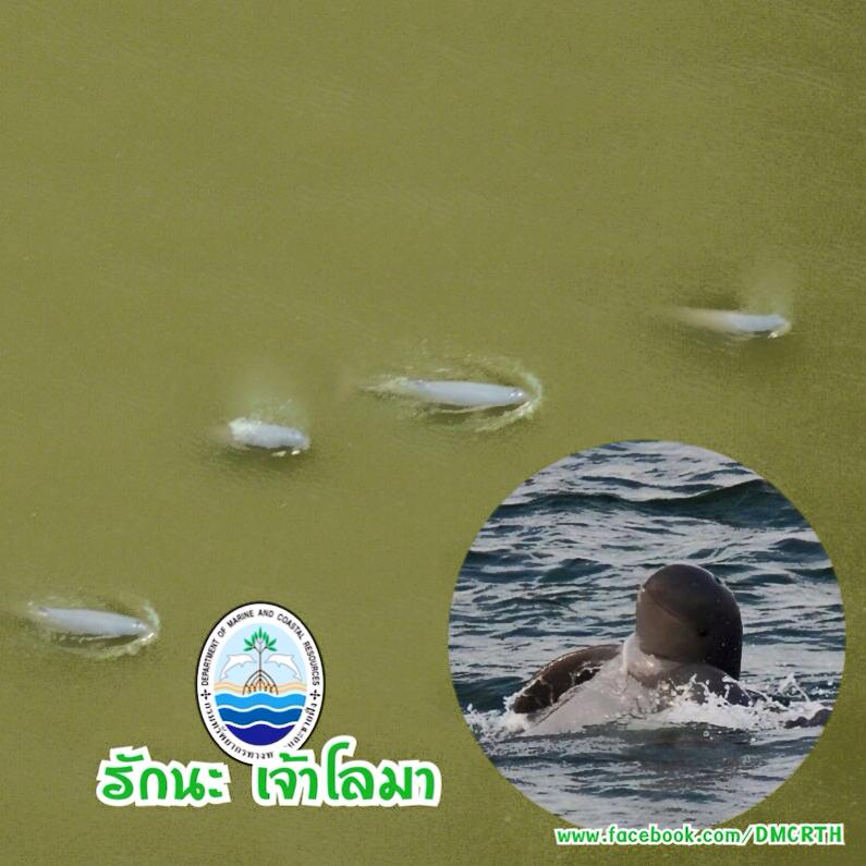 สวัสดี พี่น้องเครือข่ายรักษ์ทะเลไทย