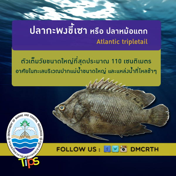 เกร็ดความรู้ ทช.