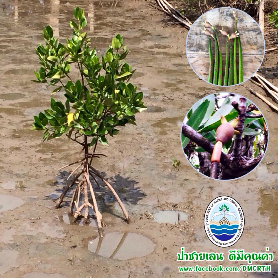 สวัสดี พี่น้องเครือข่ายรักษ์ทะเลไทย