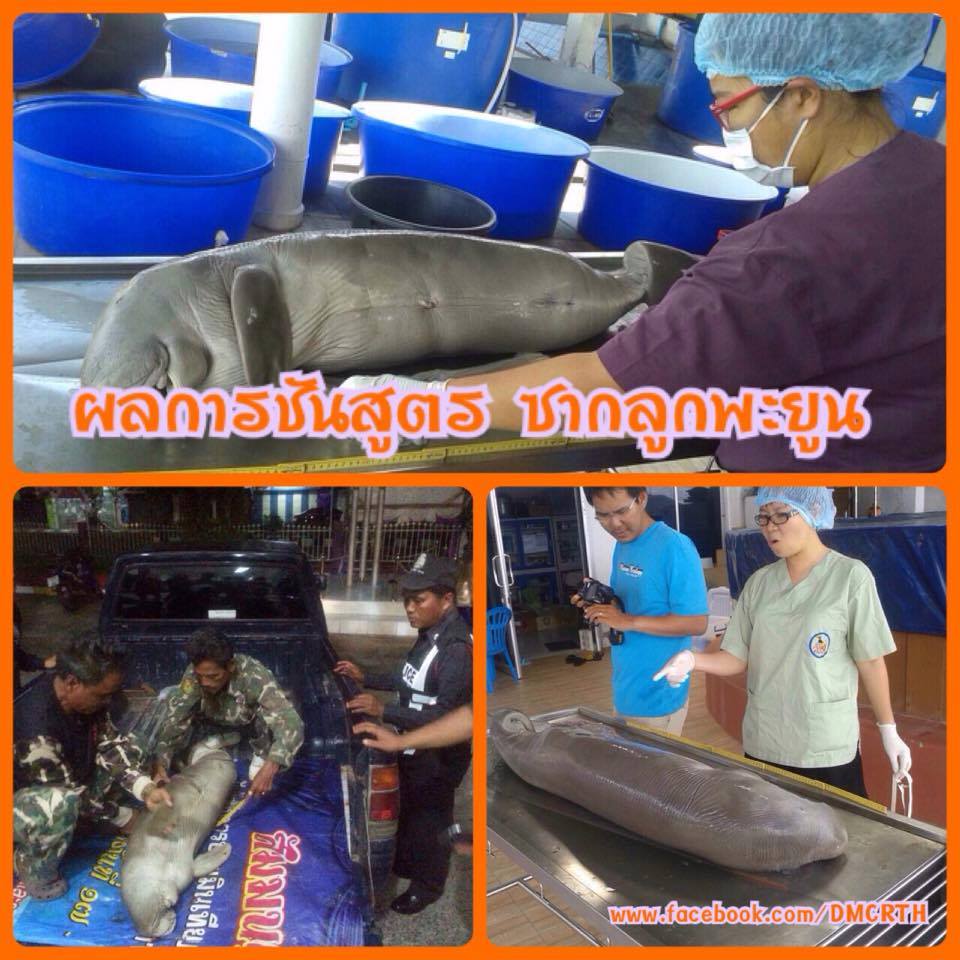 ผลการชันสูตรซากลูกพะยูนจากทะเลตรัง