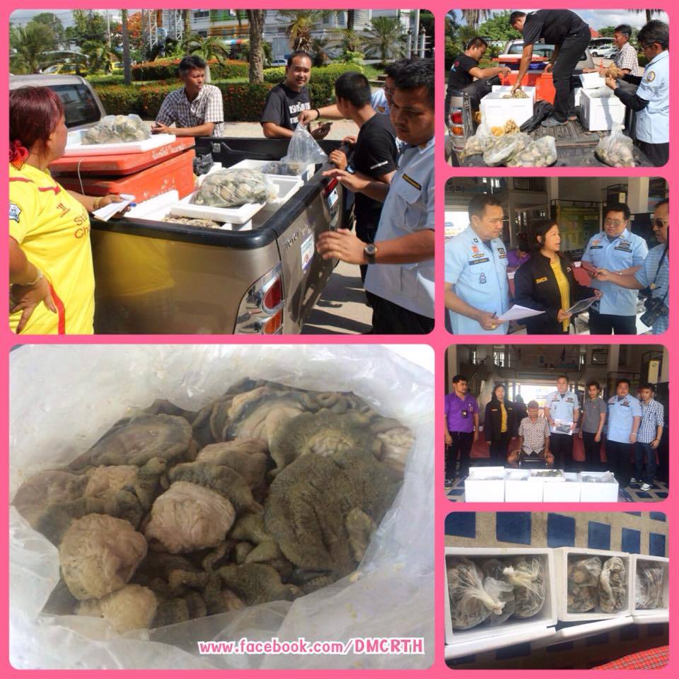 จับกุมต้นทาง การลักลอบค้าดอกไม้ทะเล