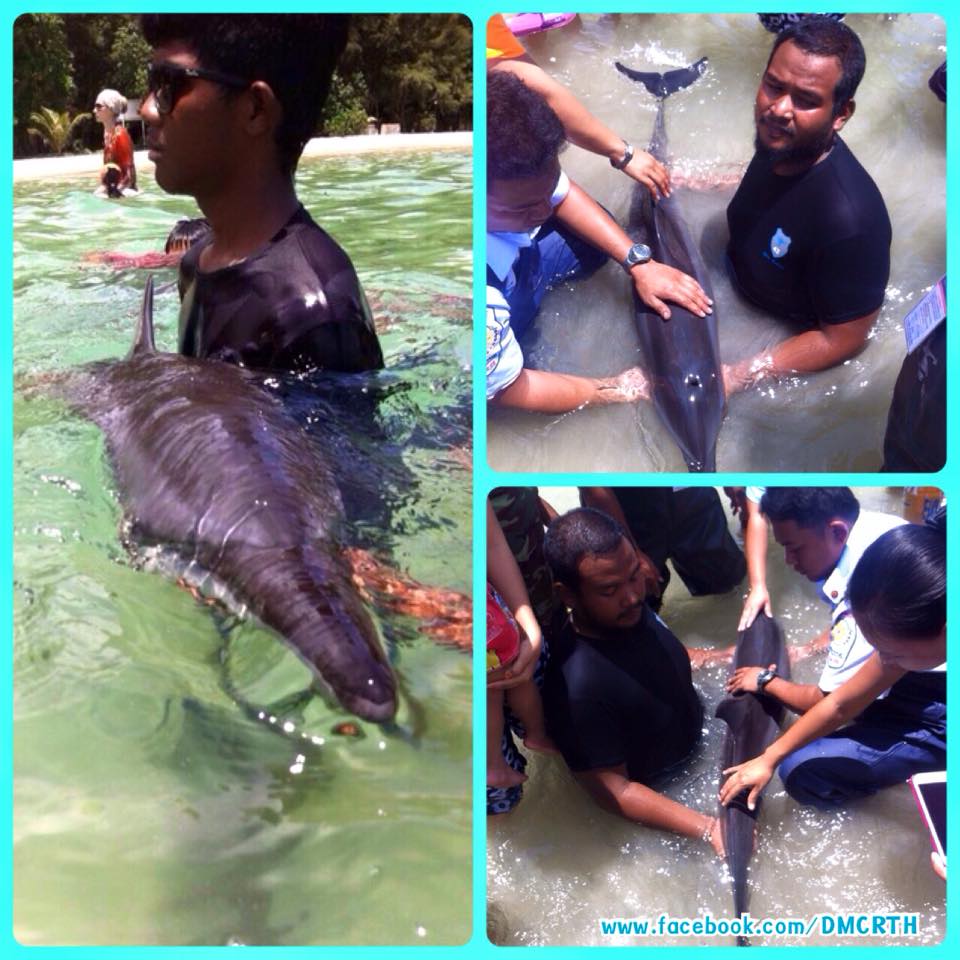 โลมาลายแถบเกยตื้นหาดในยางทะเลภูเก็ต