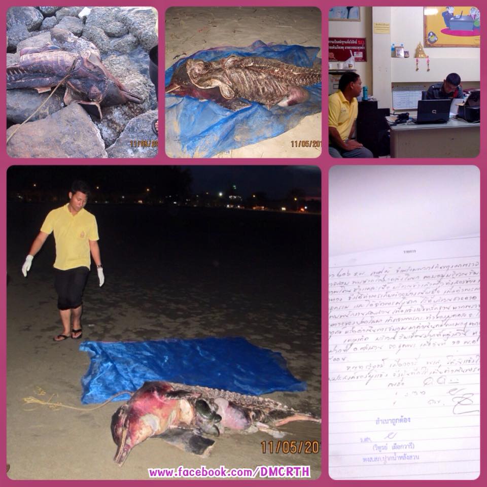 พบซากโลมาหลังโหนก หลังสวนชุมพร