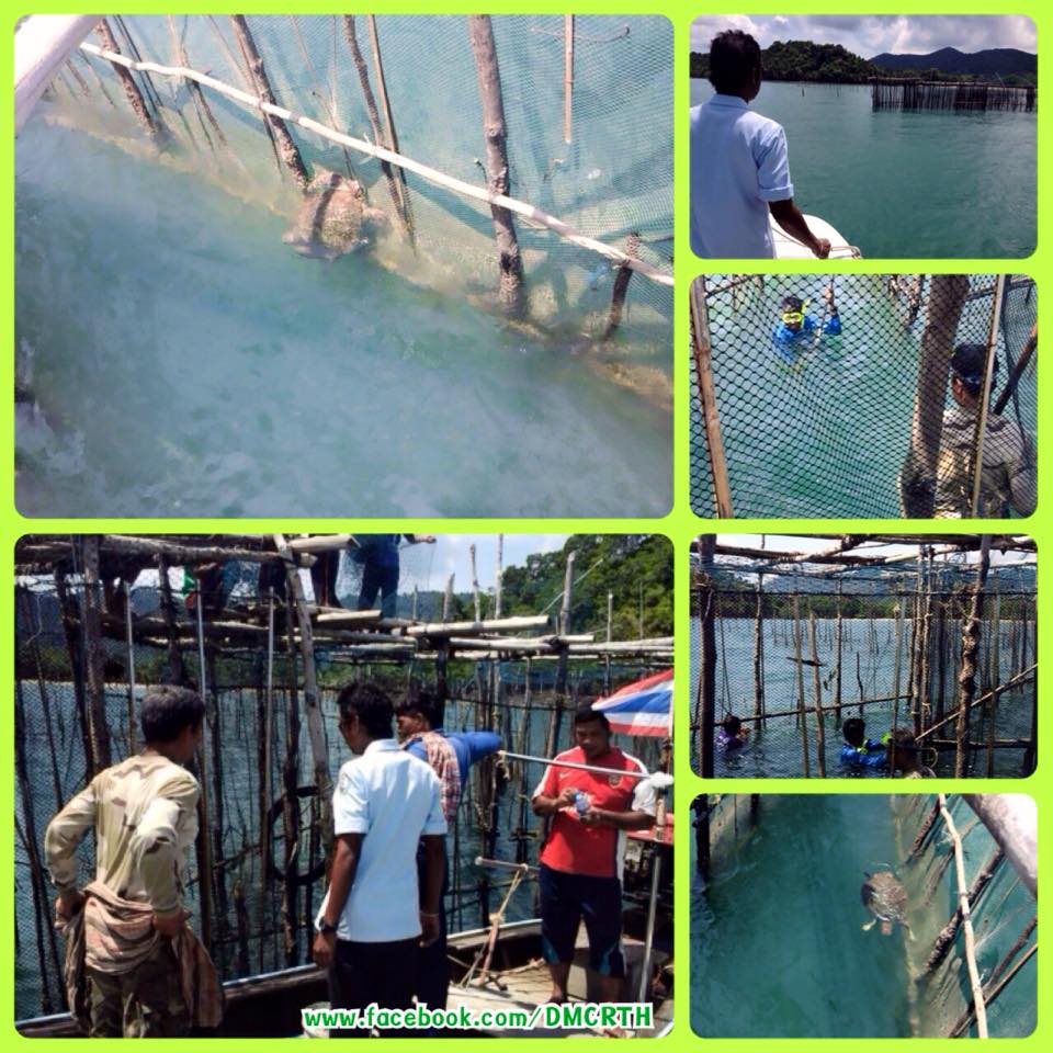 ทช. ร่วมเครือข่ายช่วยเต่าติดอวนเกาะยาว