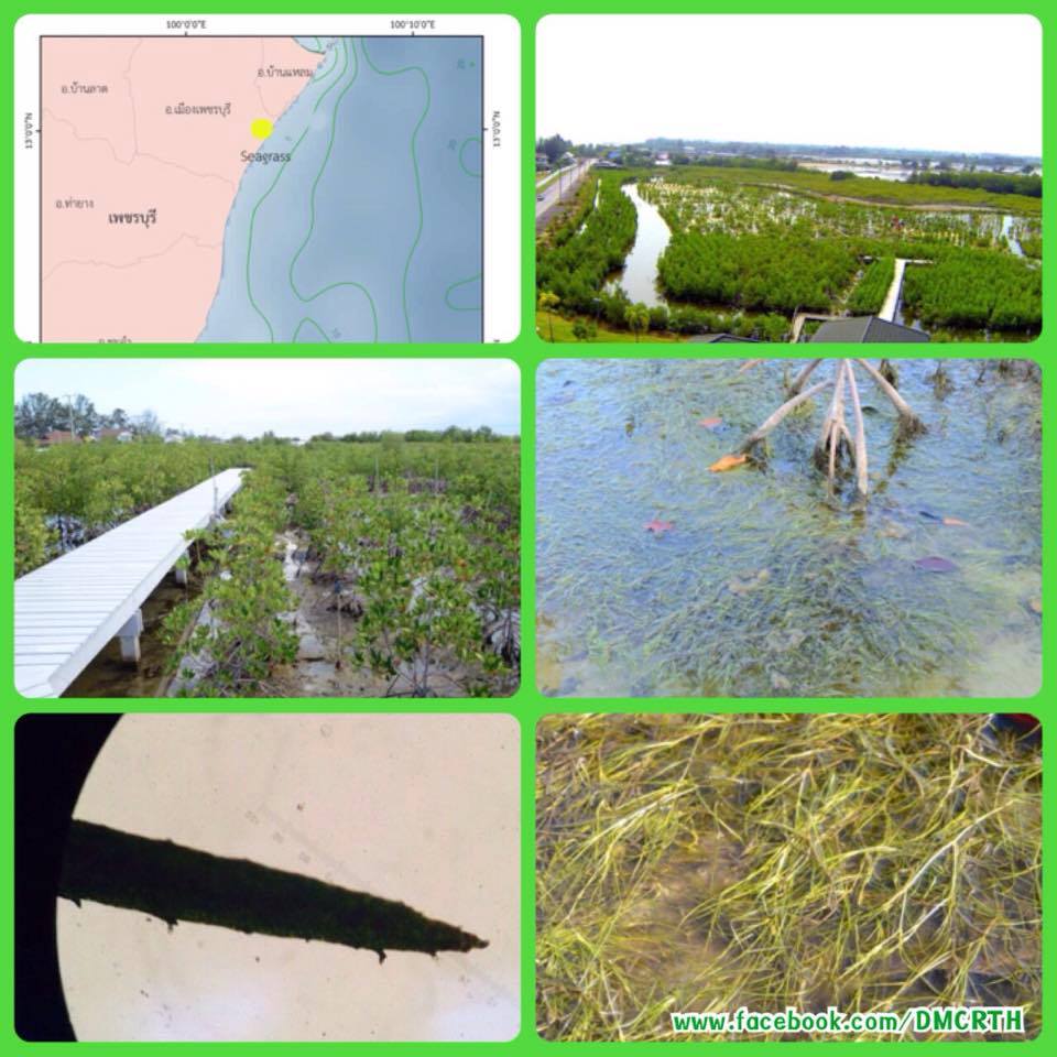 พบแหล่งหญ้าทะเลเพิ่ม ใกล้หาดเจ้าสำราญ