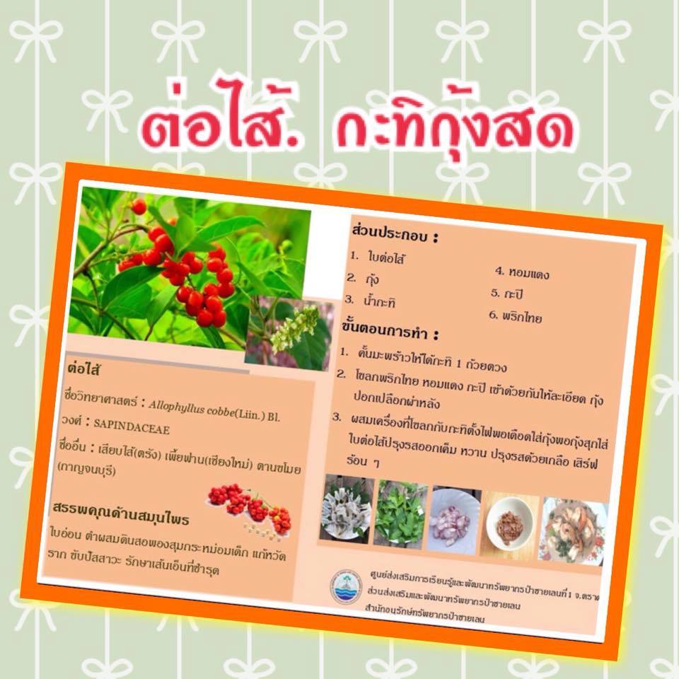 กลางวันนี้ หิวนักมีของดีจากป่าชายเลนมาเสริฟท์