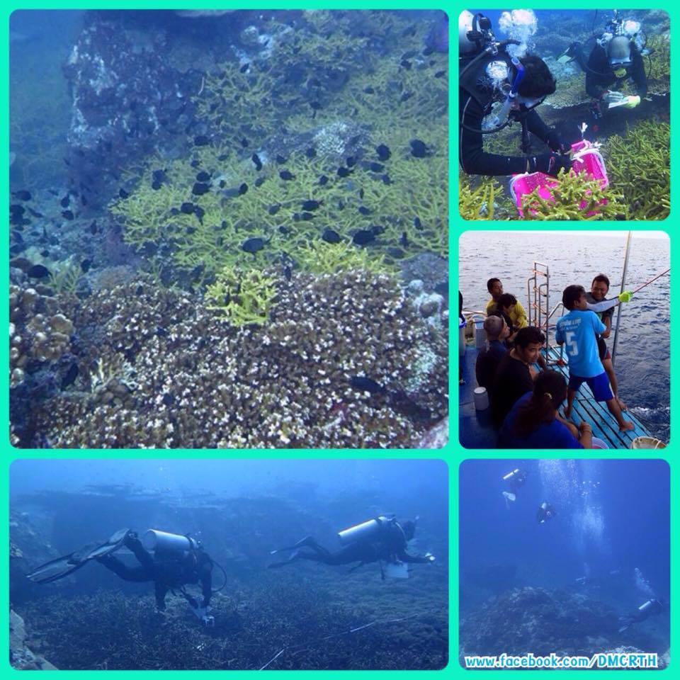 ผลการสำรวจระบบนิเวศแนวปะการัง @เกาะโลซิน