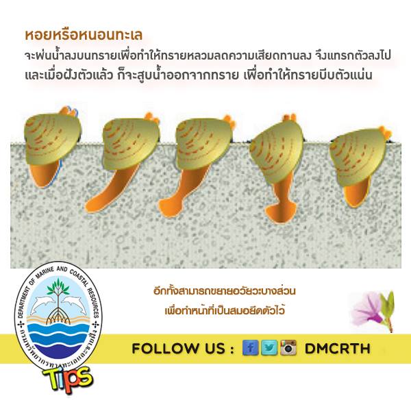 เกร็ดความรู้ ทช.