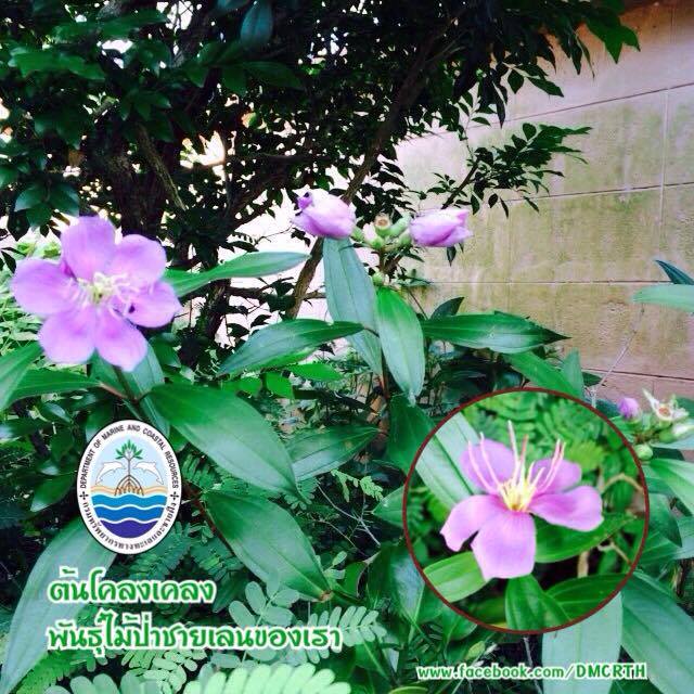 สวัสดี พี่น้องเครือข่ายรักษ์ทะเลไทย