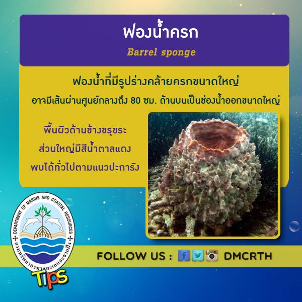 เกร็ดความรู้ ทช.