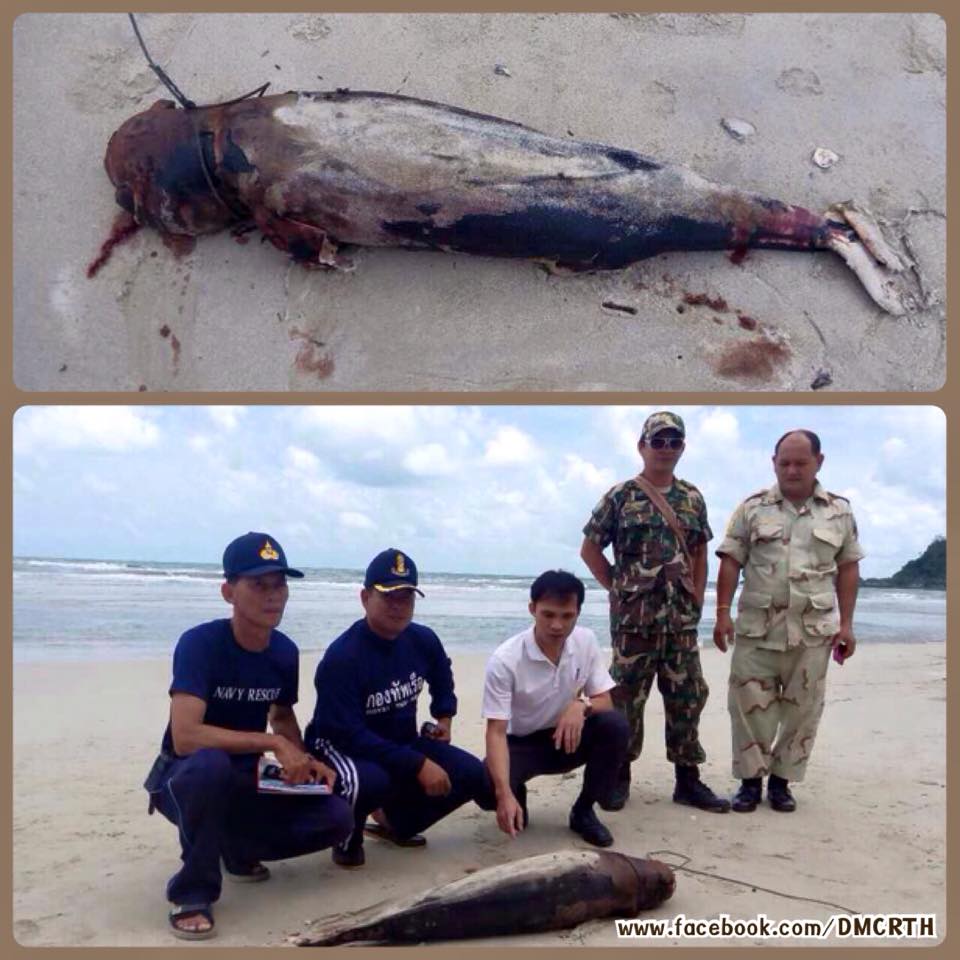 พบซากโลมาหัวบาตรหลังเรียบ เกาะช้าง