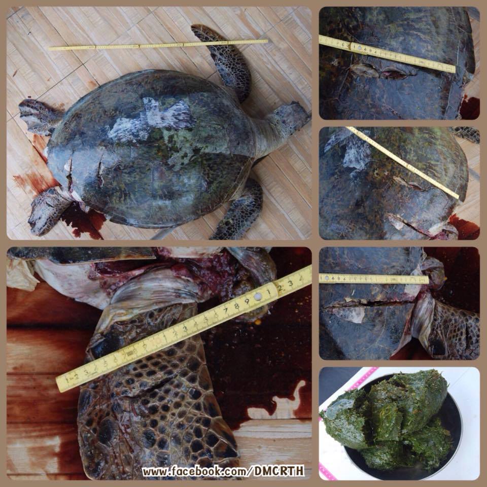 ผลชันสูตรซากเต่าตนุ ที่พบบริเวณเกาะโหลน