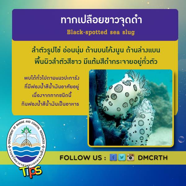 เกร็ดความรู้ ทช.