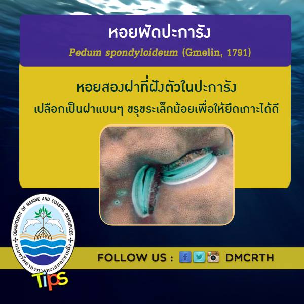 เกร็ดความรู้ ทช.