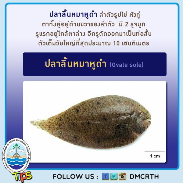 เกร็ดความรู้ ทช.