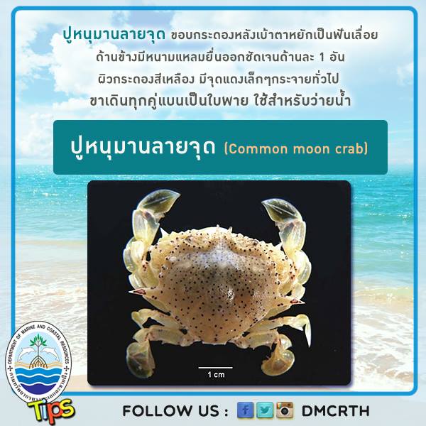 เกร็ดความรู้ ทช.