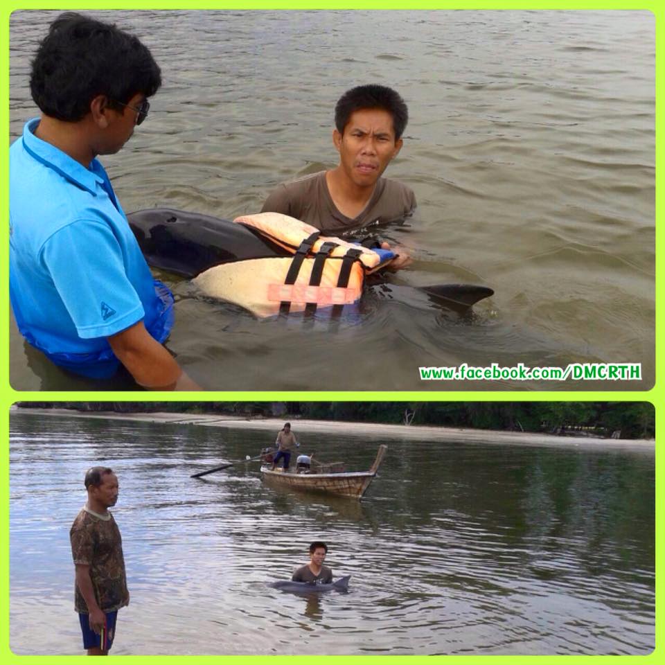 ทะเลที่ต้องช่วยกันดูแล ส่งใจช่วยเจ้าโลมากันครับ
