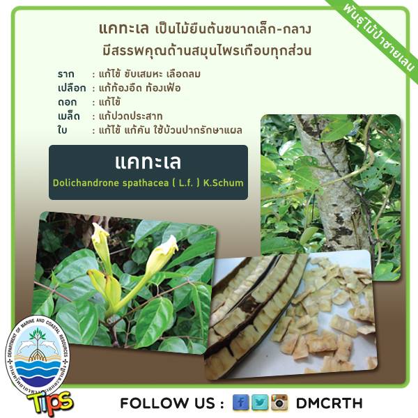 เกร็ดความรู้ ทช.