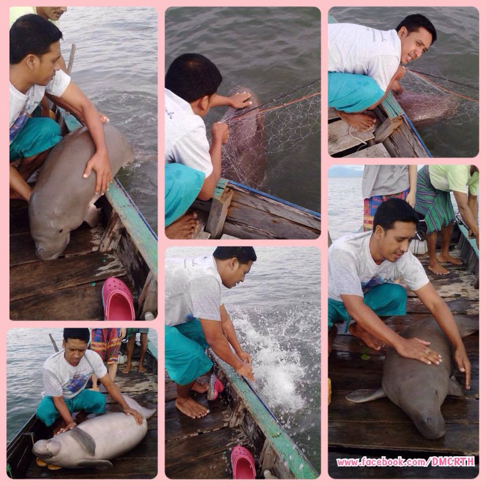 เครือข่าย ทช. ช่วยลูกพะยูนติดอวนได้อย่างปลอดภัย