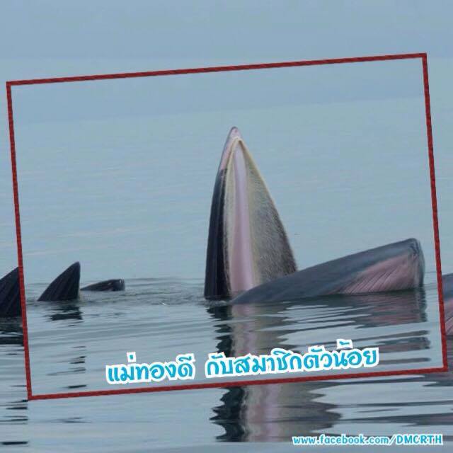 รักไหม บรูด้าของเรา