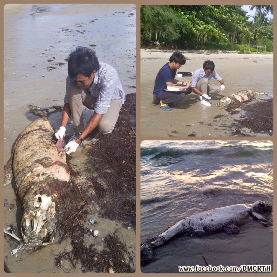 พบซากโลมาอิรวดี คลองใหญ่ ทะเลตราด