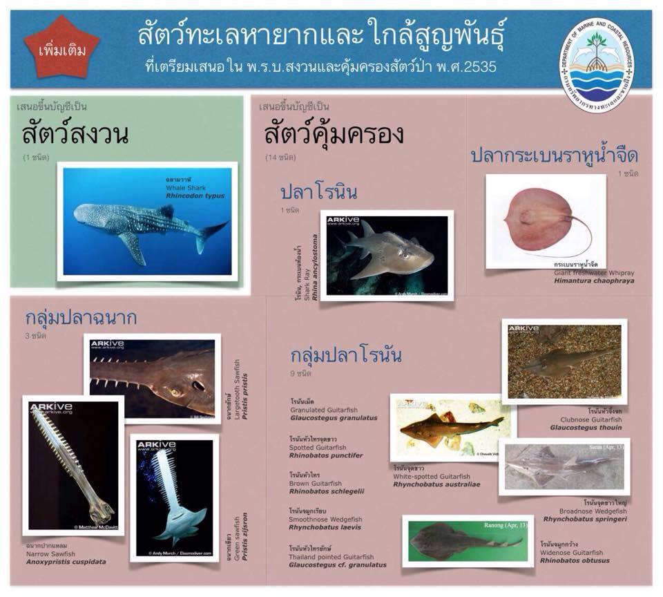 ทช. เตรียมเสนอเพิ่มเติมสัตว์ทะเลหายากและใกล้สูญพันธุ์
