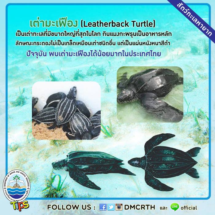 เกร็ดความรู้ ทช.